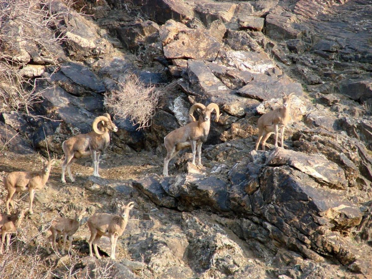 Hayat Guesthouse Nuratau Mountains Yukary-Ukhum المظهر الخارجي الصورة