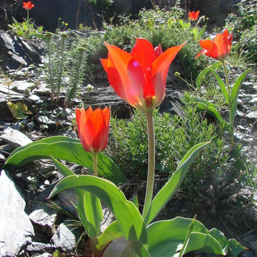 Hayat Guesthouse Nuratau Mountains Yukary-Ukhum المظهر الخارجي الصورة